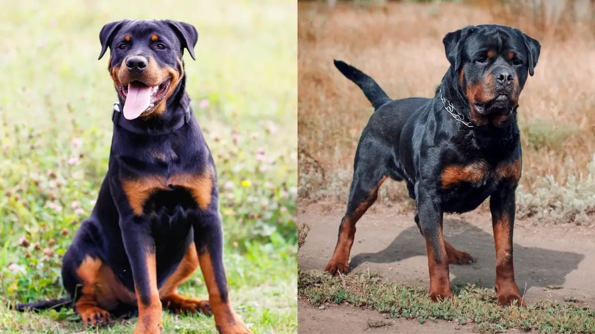 German Rottweiler vs American Rottweiler Size Comparison Guide