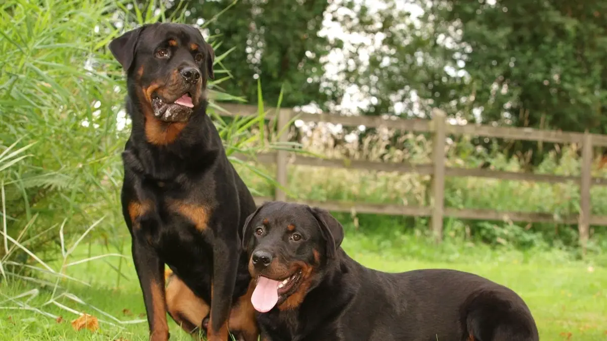 Male vs Female Rottweilers-A Would-Be Dog Owner's Guide