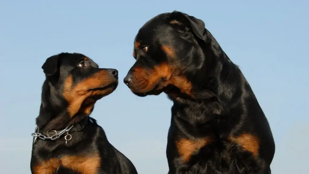 The Average Weight of Rottweilers for Different Sex and Age