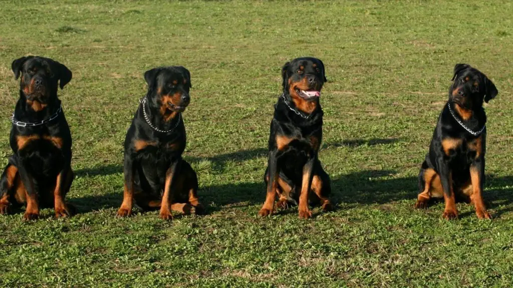 What Types of Rottweilers are There A Definitive Guide