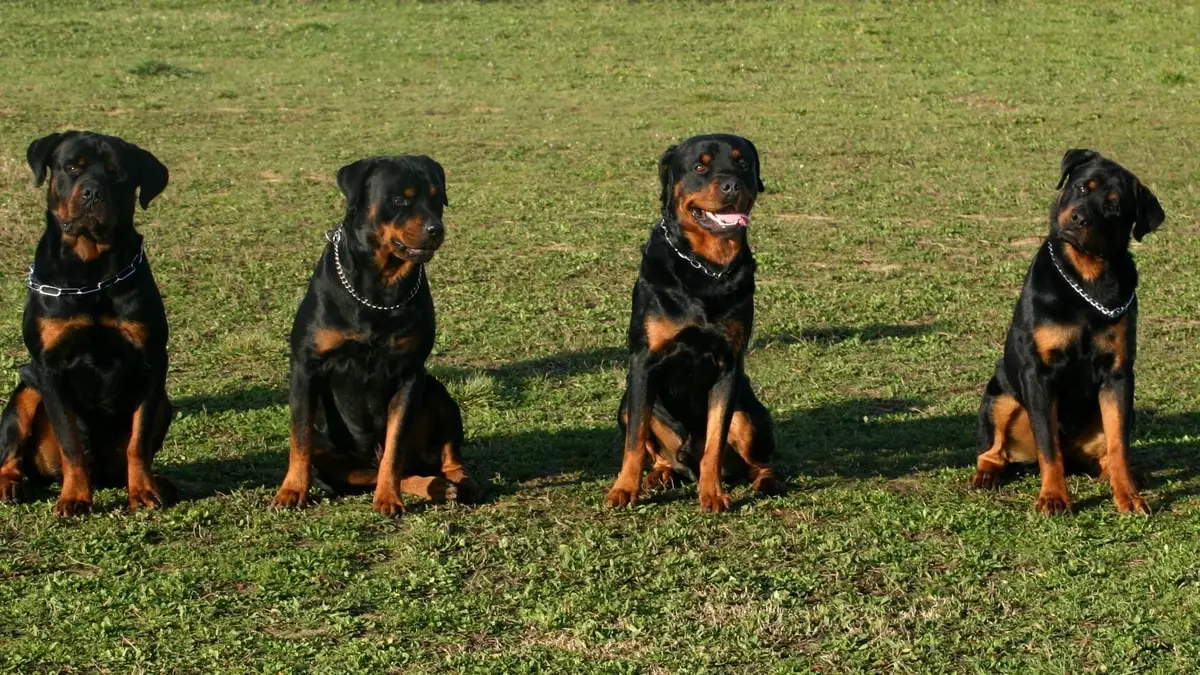 What Types of Rottweilers are There A Definitive Guide