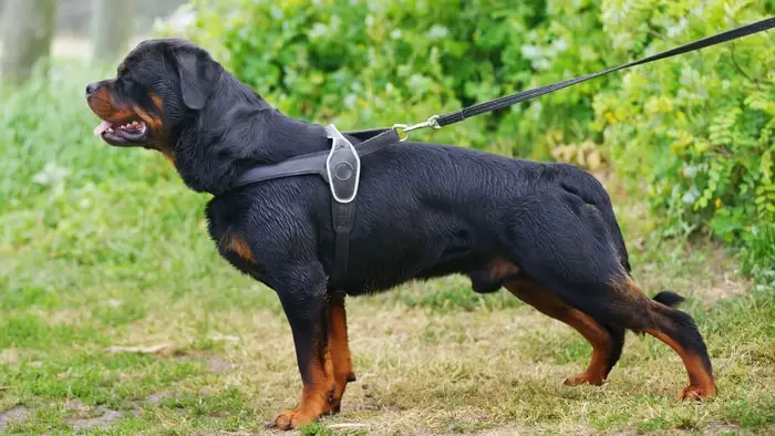average weight of a rottweiler