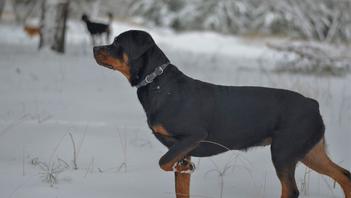 why did rottweilers have docked tails