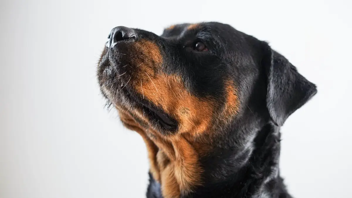 Dogs Similar To Rottweilers A Definitive List