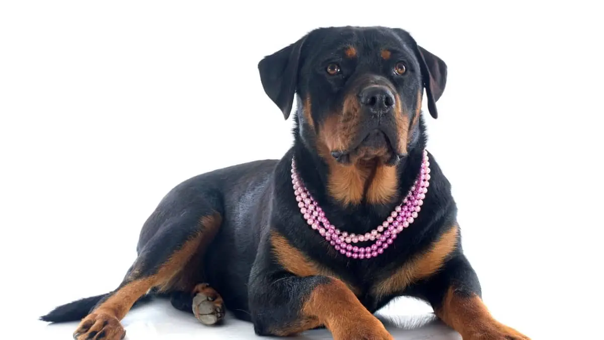 Female German Rottweiler Names For Your Next Pet