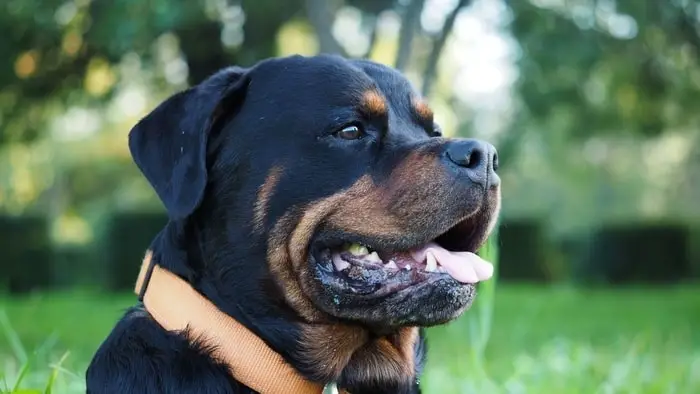 How Much Do Rottweilers Cost A Complete Guide