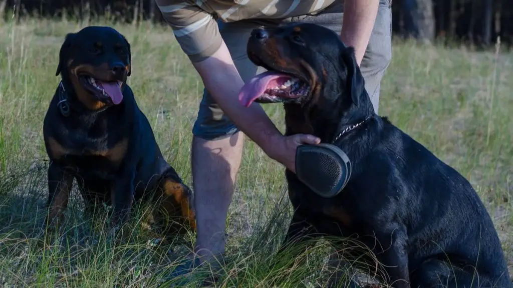 How Much Do Rottweilers Shed A Very Hairy Guide