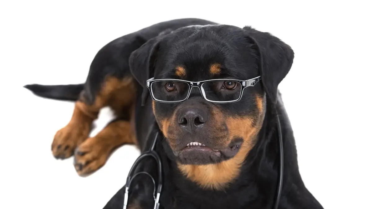 How Smart Are Rottweilers Jobs They Can Do
