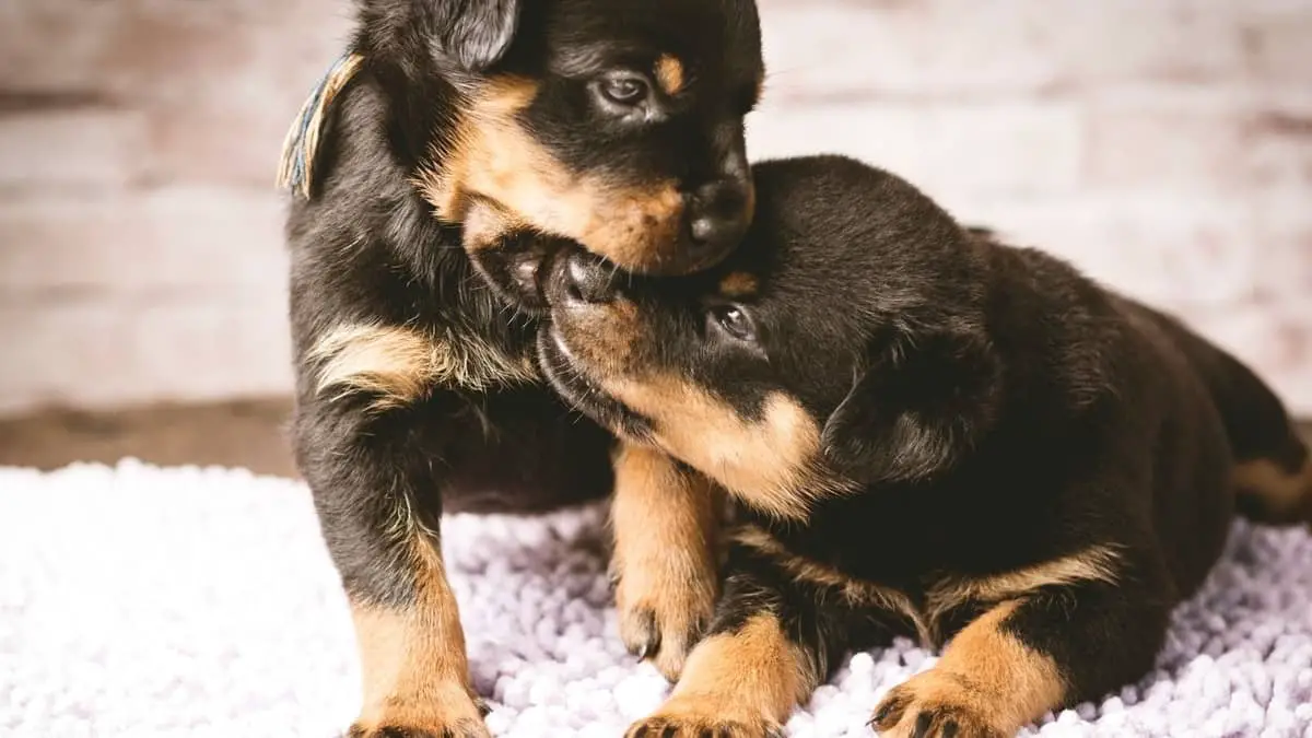 How To Train A Rottweiler Puppy Not To Bite
