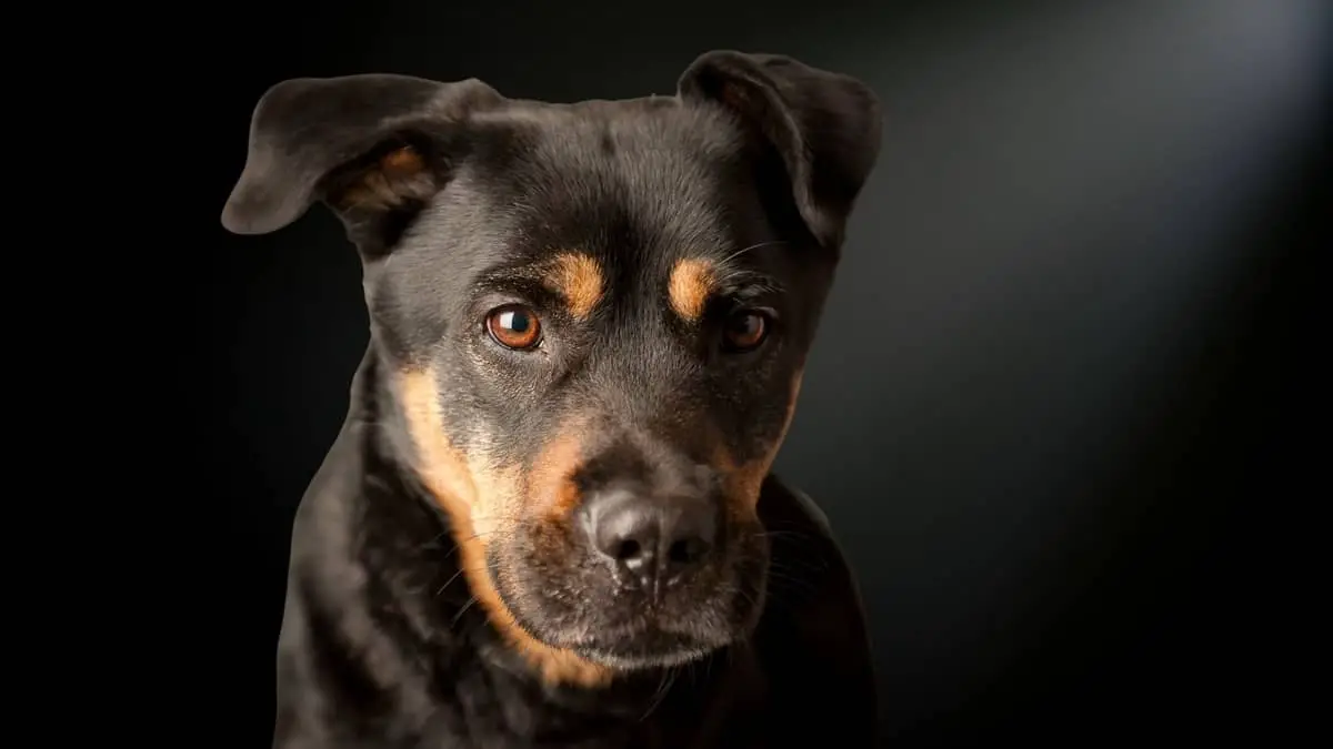 Rottweiler Lab Mix Size Guide For Dog Lovers