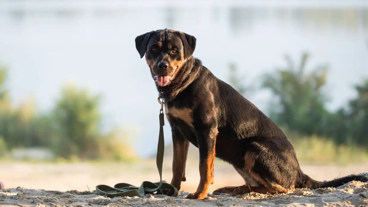 Rottweiler Lab Mix Temperament What Is Your Style