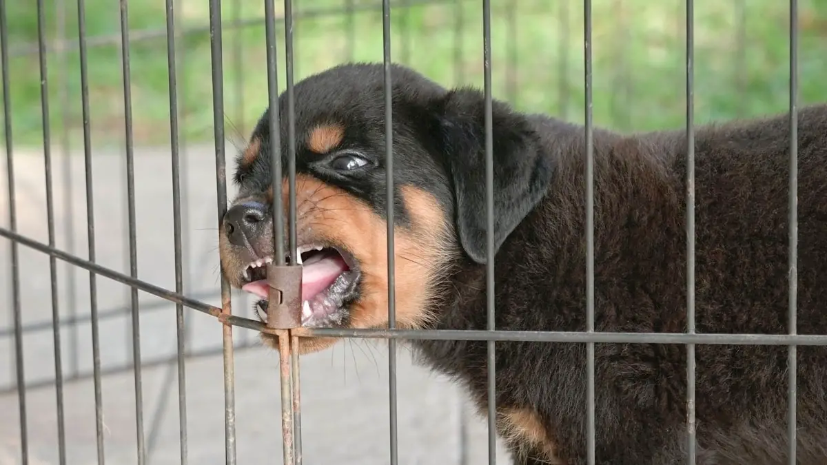 Rottweiler Rage Early Signs Of Aggression In Puppies