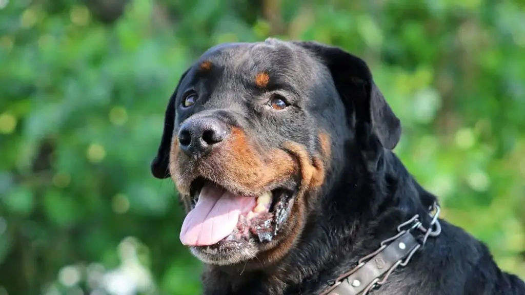 The Oldest Rottweiler On Record - Rottweiler Expert