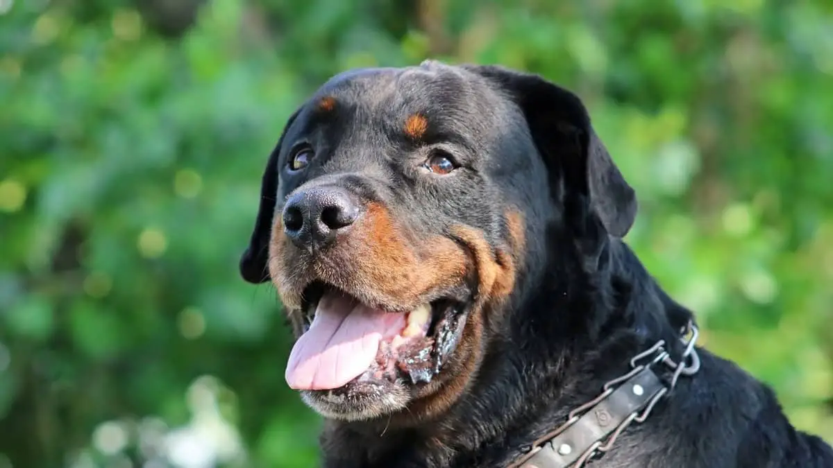 The Oldest Rottweiler On Record