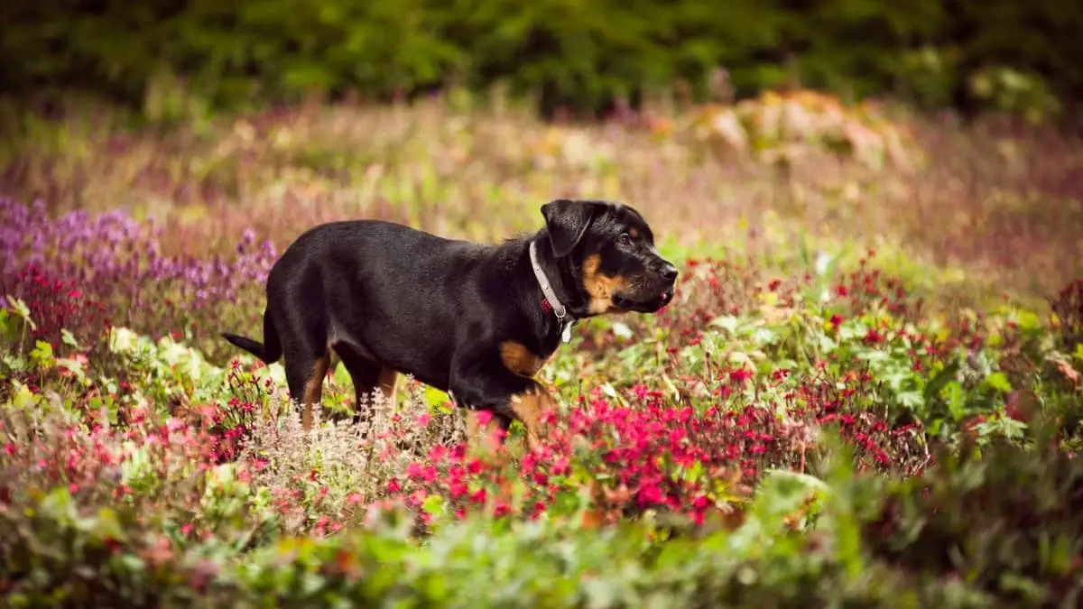 What Is A Miniature Rottweiler Full Grown Like