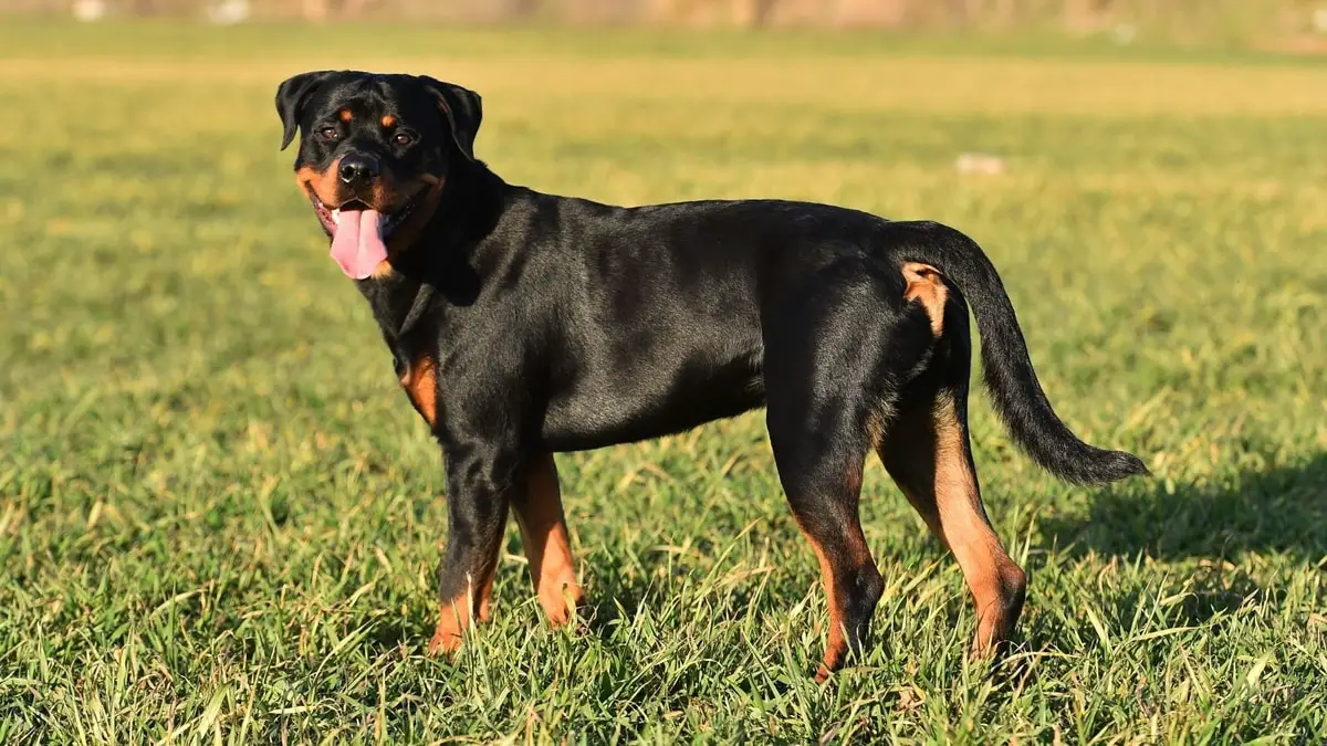 What to Feed a Rottweiler to Gain Weight A Guide