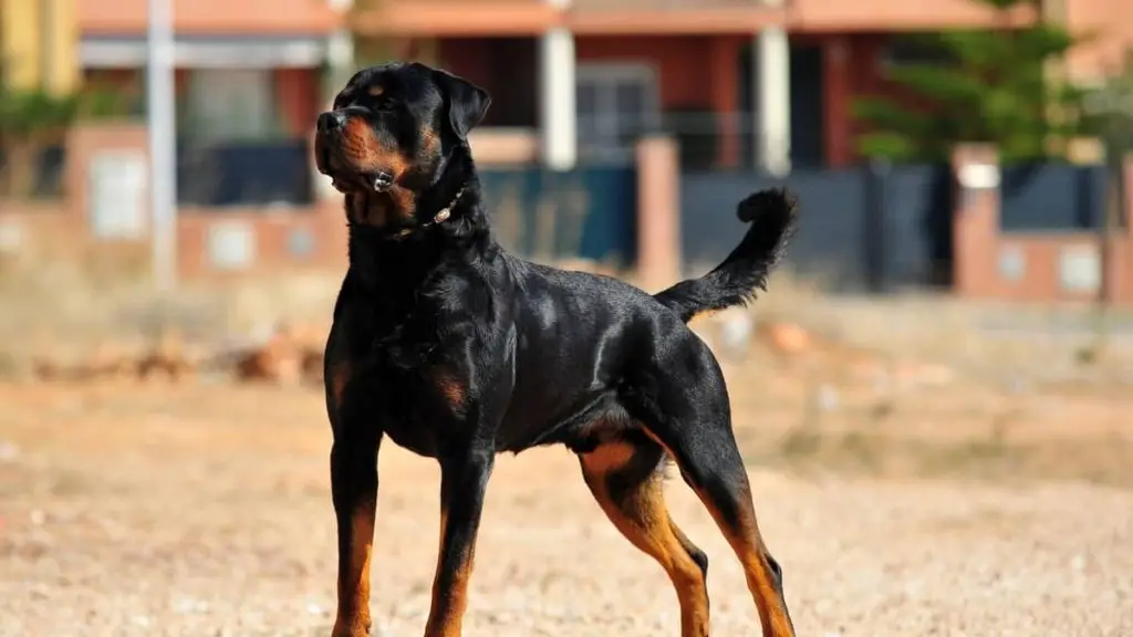 when-do-rottweilers-stop-growing-rottweiler-expert