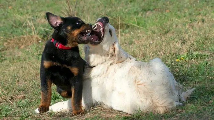  puppy aggression