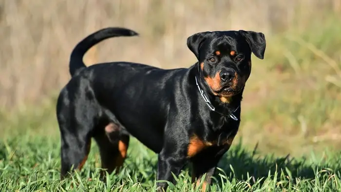  rottweiler with tail
