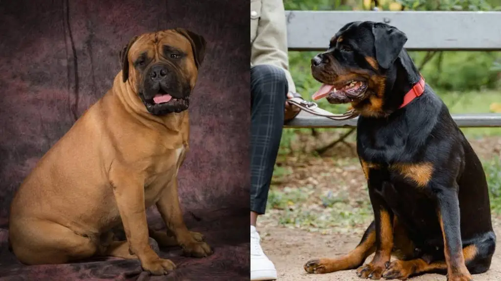 Bullmastiff and Rottweiler Mix Perfect Match