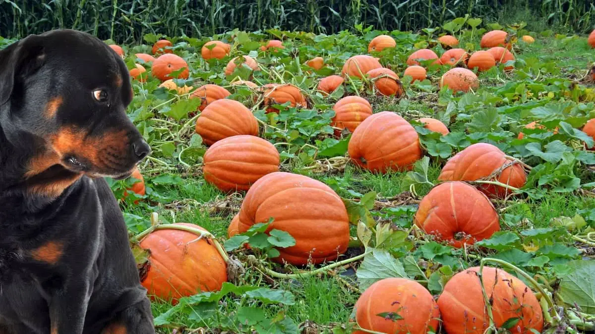 Can Dogs Have Raw Pumpkin An In-Depth Look