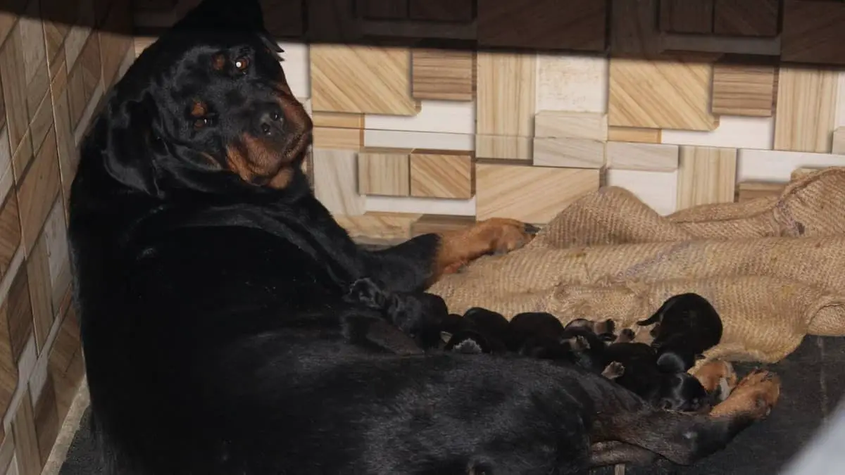 How Many Puppies Can A Rottweiler Have