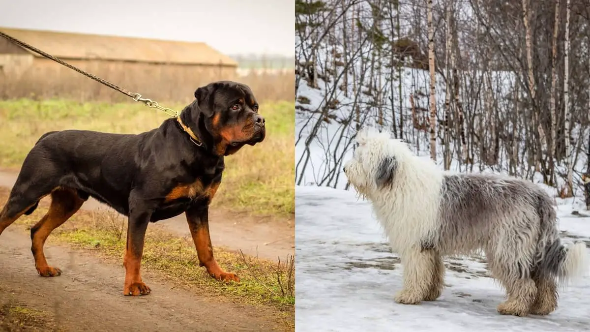 Long-Haired German Rottweilers: Do They Exist