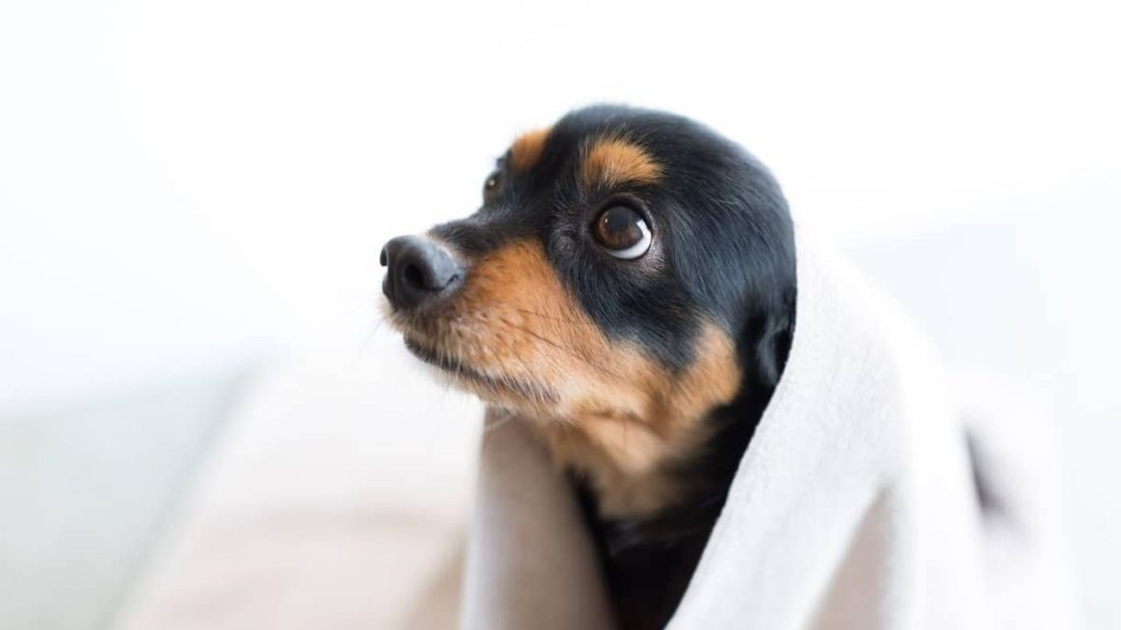 When Can You Give A Puppy Its First Bath