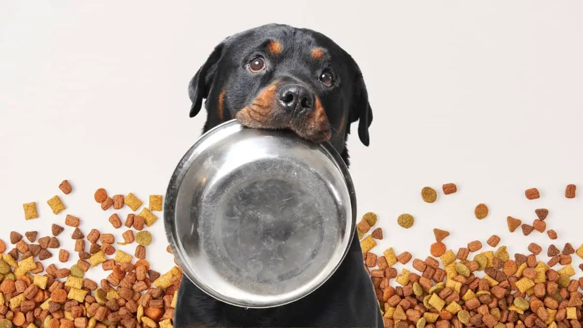 Best Dry Dog Food For Rottweilers