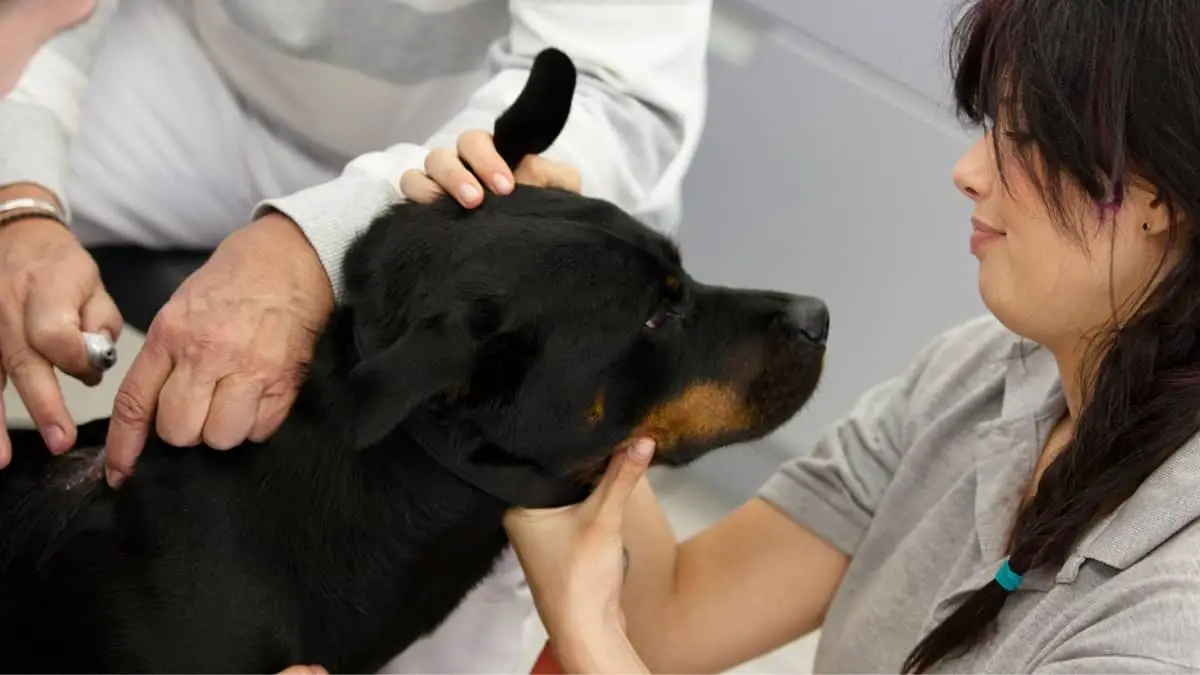 Bone Cancer In Rottweilers - What You Need To Know