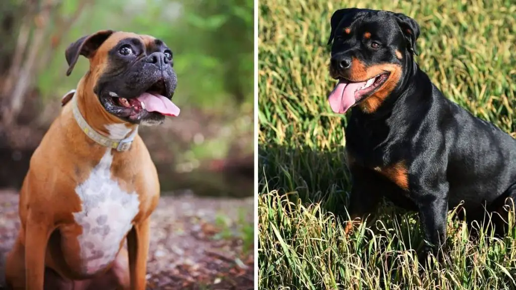 Boxer Mixed With Rottweiler - Rottweiler Expert