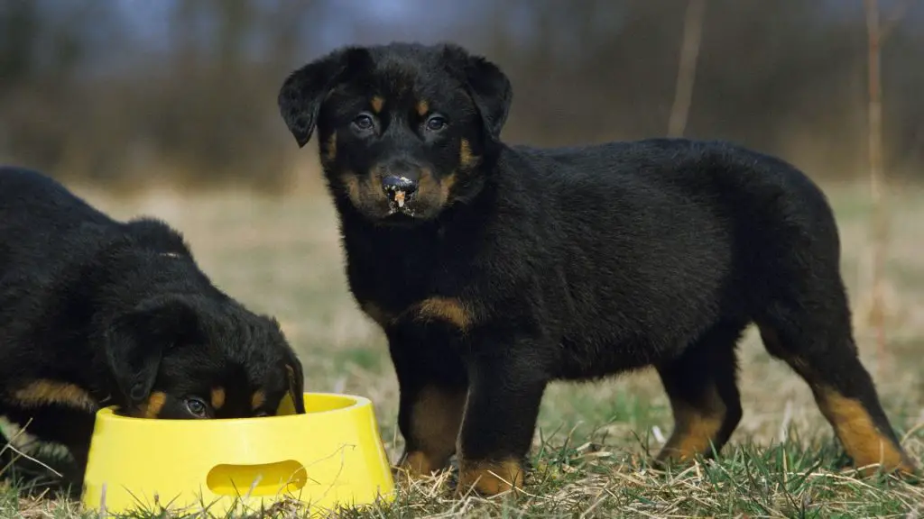 Can You Take A Puppy Home At 6 Weeks