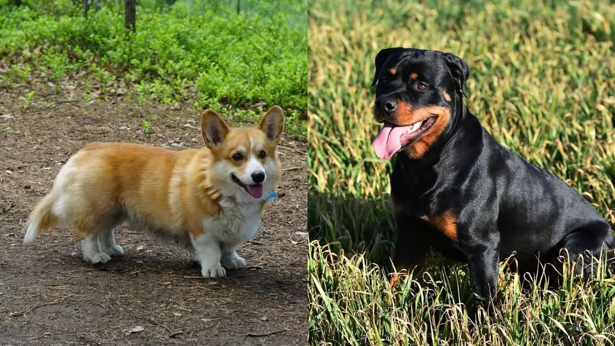 Corgi Mixed With Rottweiler - The Unique Dog