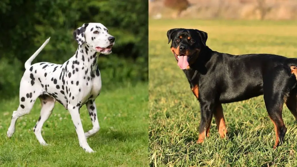 Dalmatian Rottweiler Mix – An In Depth Look