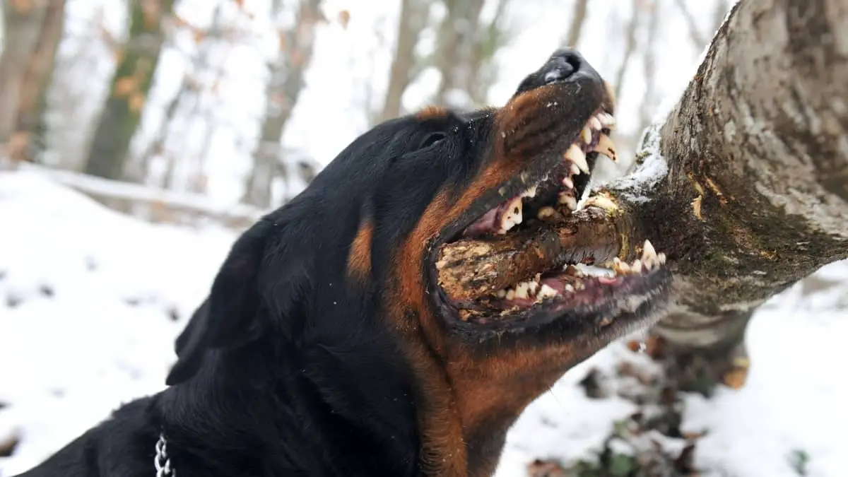 Do Rottweilers Have Lockjaw - A Deeper Look