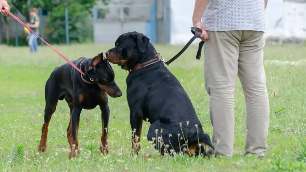 Half Doberman Half Rottweiler  The Complete Guide