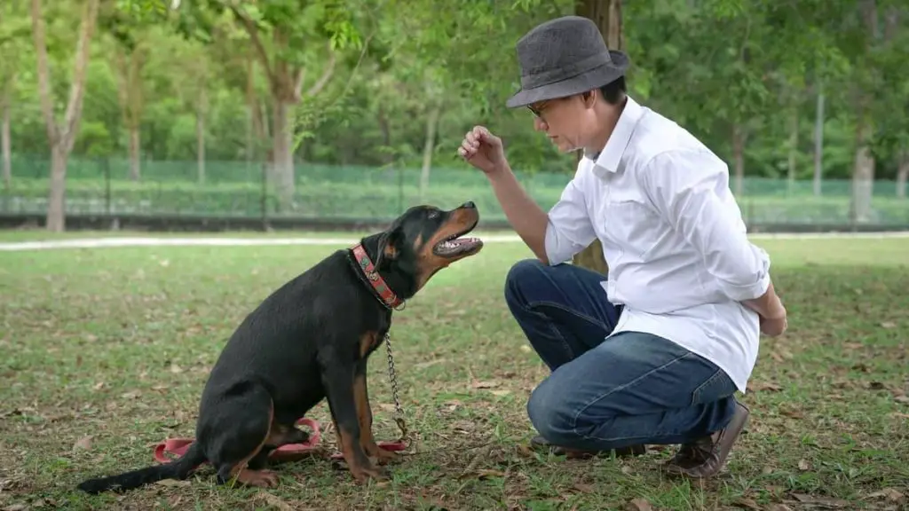 How To Assert Dominance Over A Puppy - Rottweiler Expert