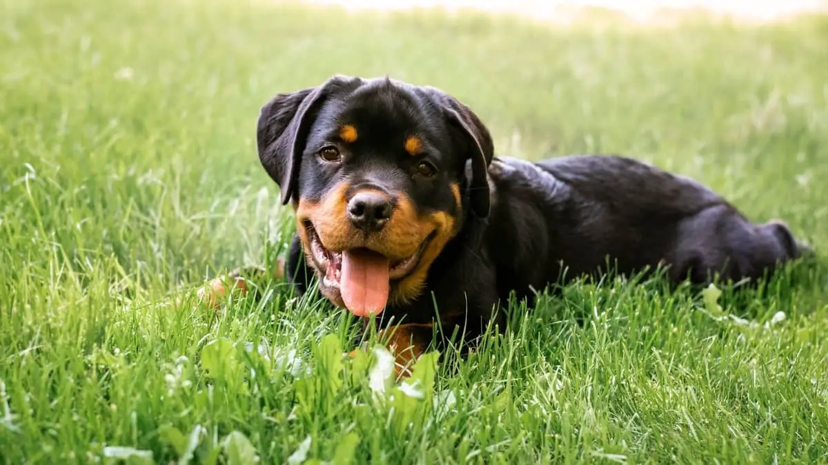 How To Tell If Yours Is Full-Blooded Rottweiler Puppies