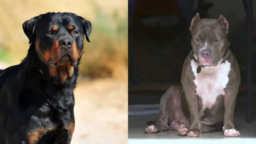 Pitbulls vs Rottweilers – Which One Do You Prefer? - Rottweiler Expert