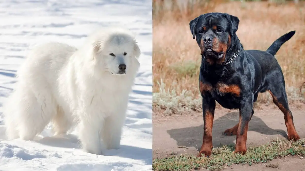 Rottweiler Great Pyrenees Mix Puppies
