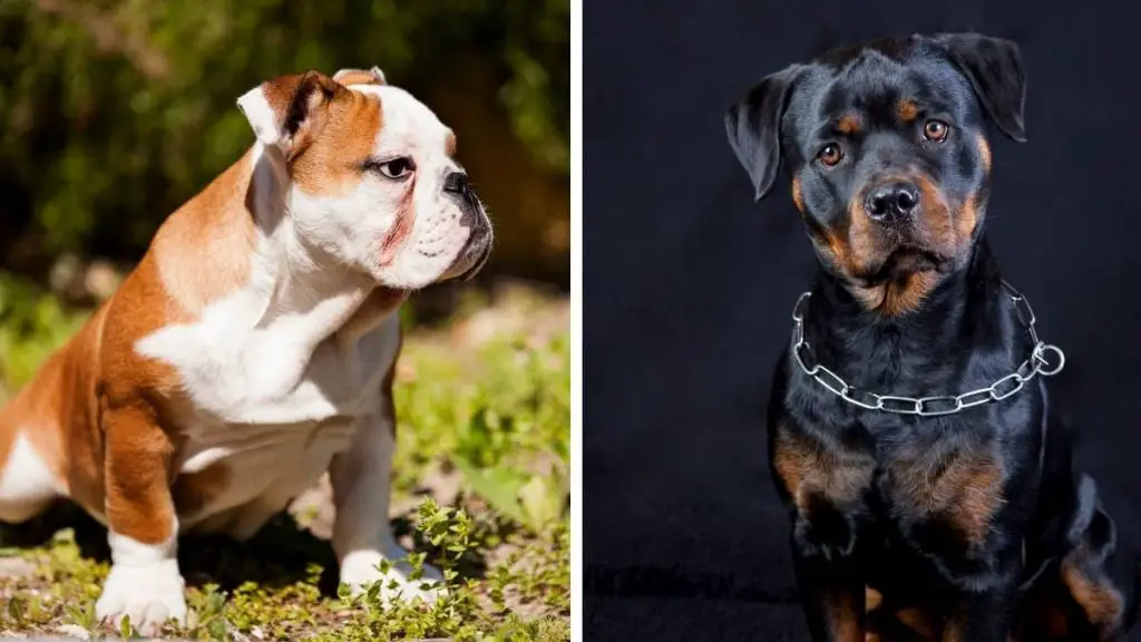 Rottweiler Mixed With Bulldog