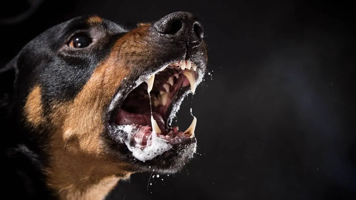 Rottweiler Temperament Alert – Don’t Misunderstand It