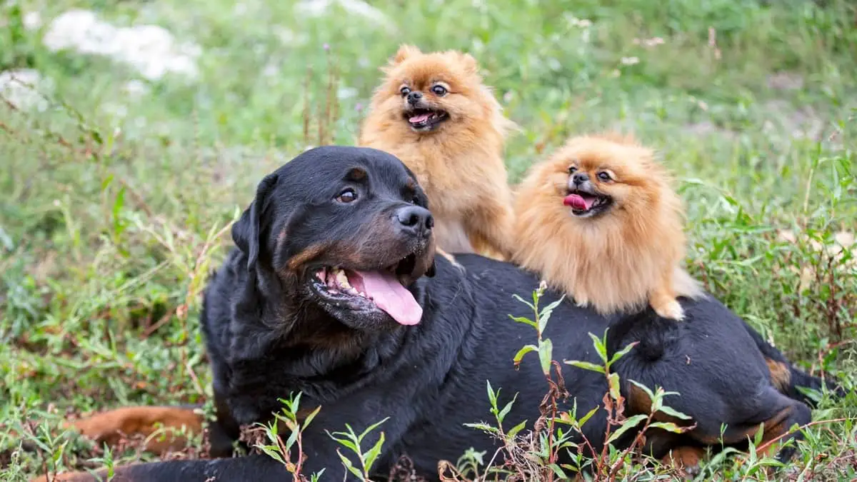 fællesskab lever Menda City Rottweiler and Pomeranian Mix - All You Need To Know - Rottweiler Expert