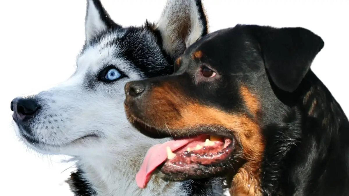 Rottweilers With Blue Eyes - True Or Myth