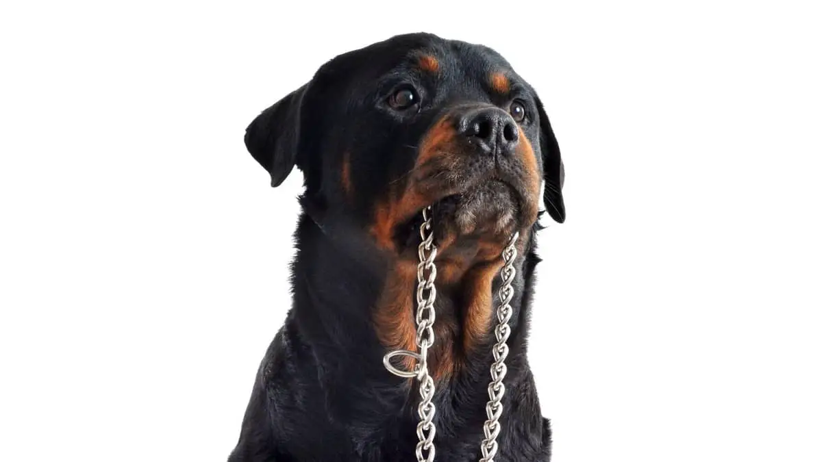 The Best Rottweiler Collars and Leashes For 2021