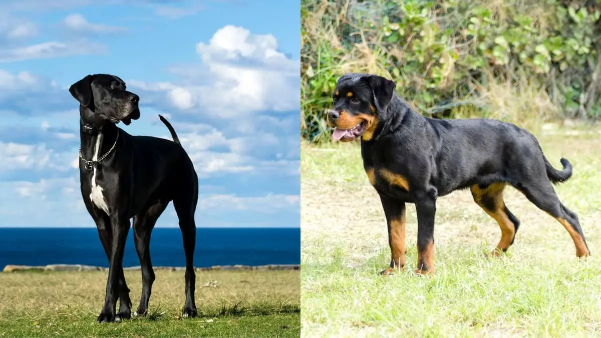 The Rottweiler Mixed With Great Dane