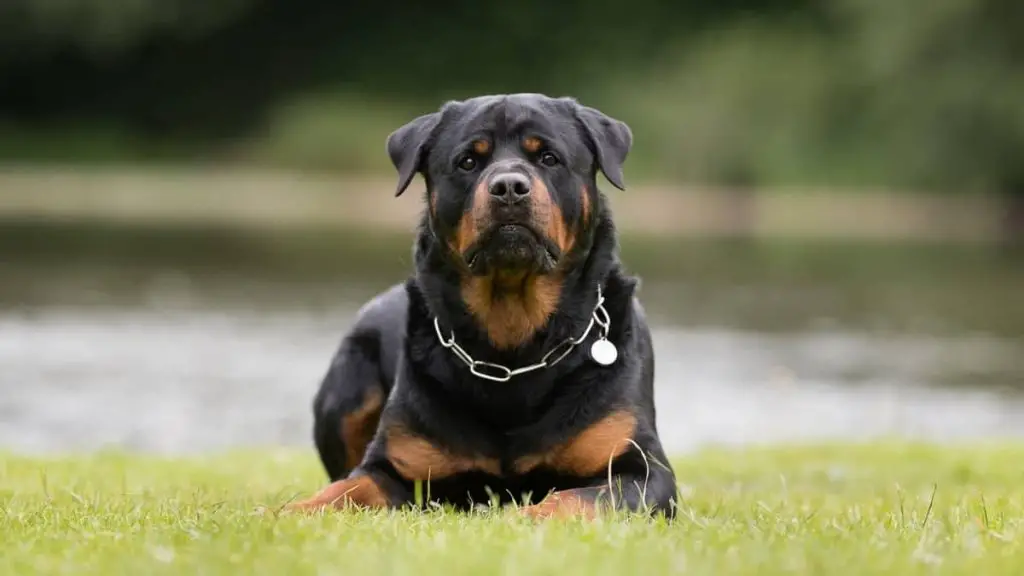 Top Best Rottweiler Names For Males In 2021 &Amp; Beyond