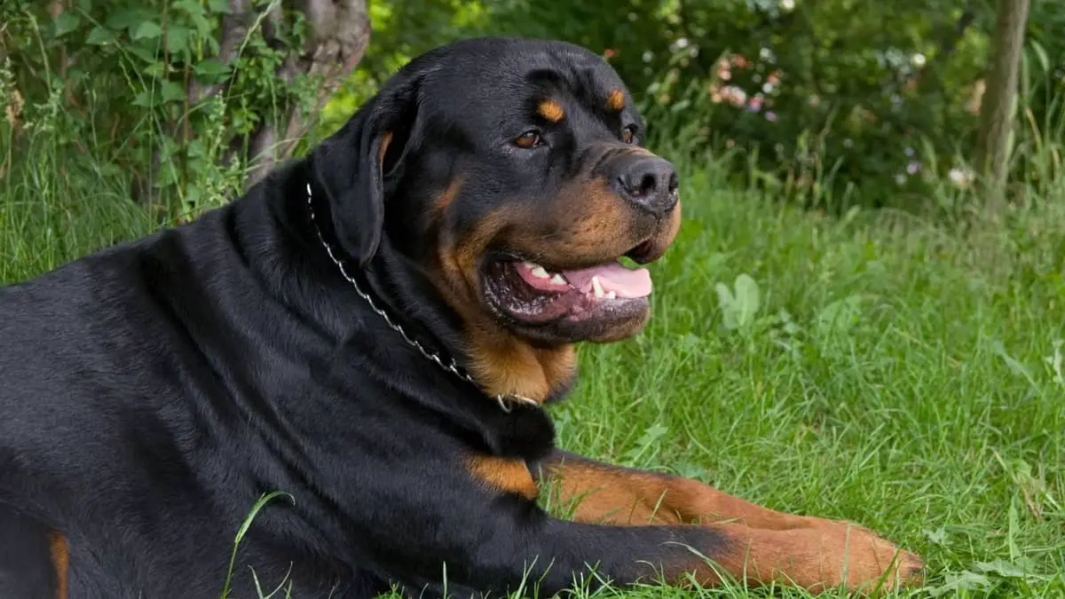 Which Are The Biggest Rottweilers In The World