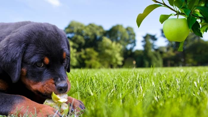 do-you-know-what-to-feed-puppies-at-6-weeks-rottweiler-expert