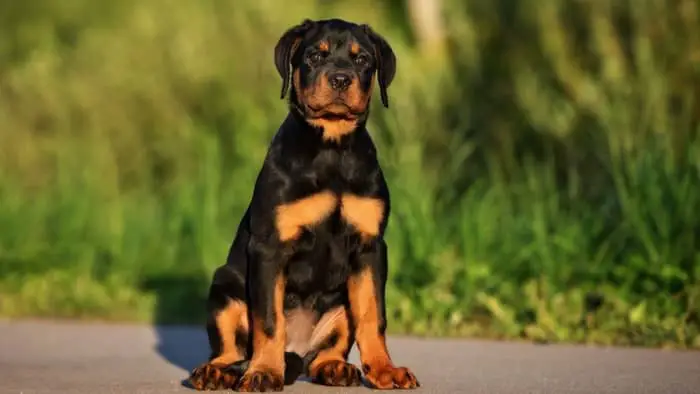  pure breed rottweiler puppy
